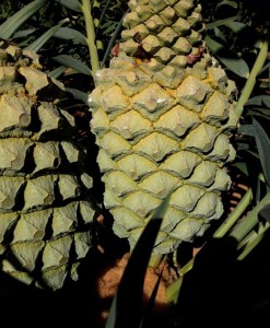Encephalartos arenarius Female